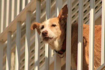 El veterinario César Gatti no aconseja llevar perros callejeros a vivir a departamentos.