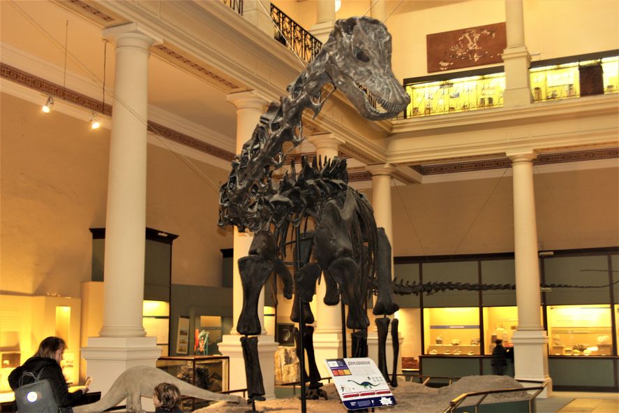 Diplodocus, en la primera sala del circuito de planta baja 
