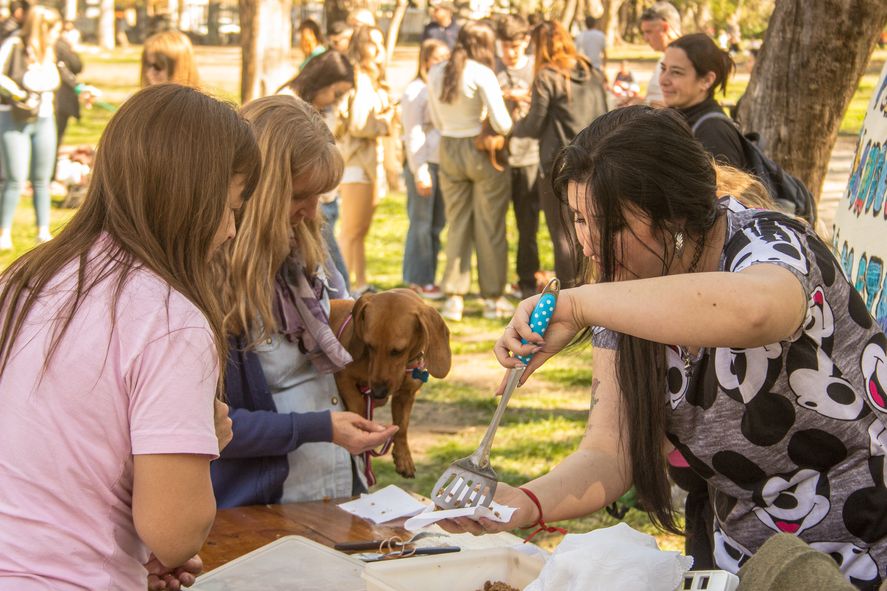 En la tarde del domingo, se celebró el cumpleaños de uno de los perritos salchicha. Todos los perritos presentes tuvieron su porción de torta En la tarde del domingo, se celebró el cumpleaños de uno de los perritos salchicha. Todos los perritos presentes tuvieron su porción de torta