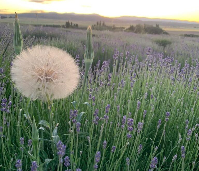 Mirá las increíbles fotos de las sierras bonaerenses cubiertas de lavanda