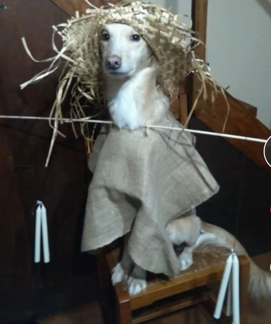 Lobo se convirtió en viral en Twitter por sus divertidos disfraces.