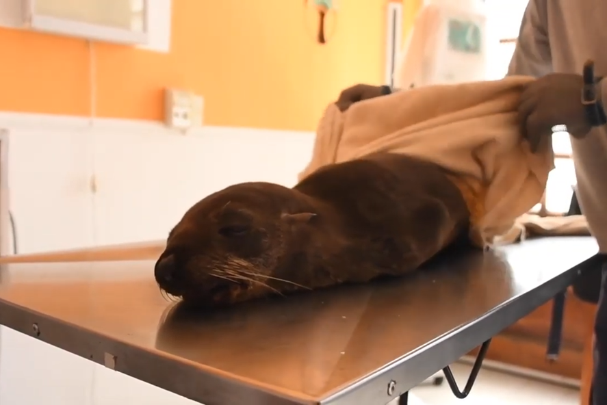 Luego de ser rescatados y tratados por especialistas, tres lobos marinos fueron liberados en las playas de San Clemente del Tuyú. Mirá el emocionante momento.