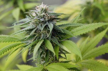 México aprobó el uso recreativo de la marihuana. 