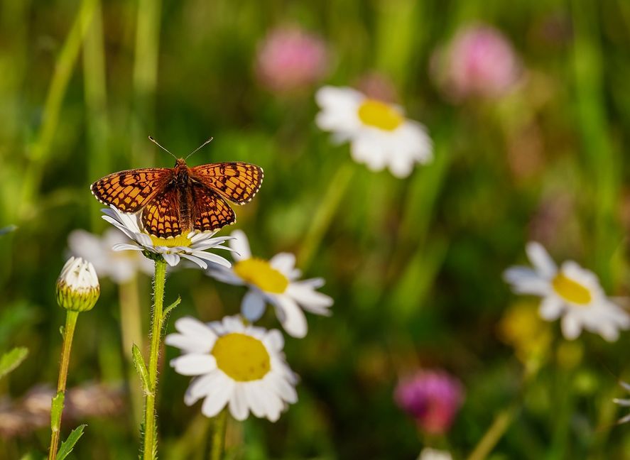 El INTA lanzó una serie de recomendaciones para diseñar un patio que atraiga mariposas urbanas y colaboren a la conservación de la biodiversidad en este verano.