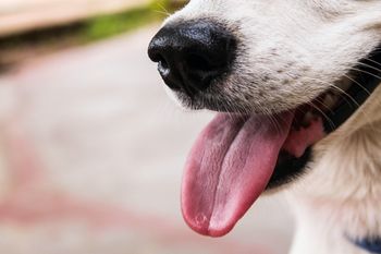 El mapa interactivo permite conocer distintos espacios de protección animal de la Provincia