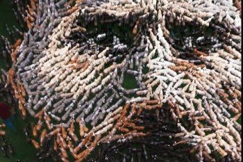 Lay´s formó la figura de la cara de Lionel Messi con 808 cabras después de su debut en Inter Miami