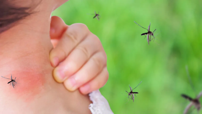 Plan de fumigación de mosquitos: dónde trabajarán este jueves