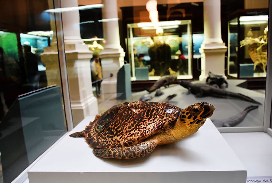 Dentro de las opciones de actividades que hay para disfrutar durante las vacaciones de invierno, los museos son una gran opción para pasar el tiempo y aprender.