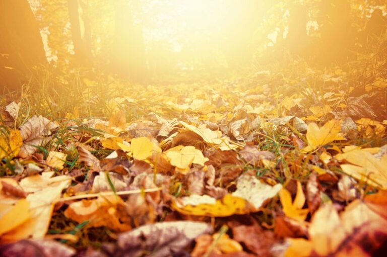 El tiempo: viernes templado y húmedo, ¿cómo sigue el fin de semana?