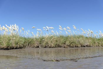 De potrero de estancia privada a primer parque nacional bonaerense: la historia de Campos del Tuyú