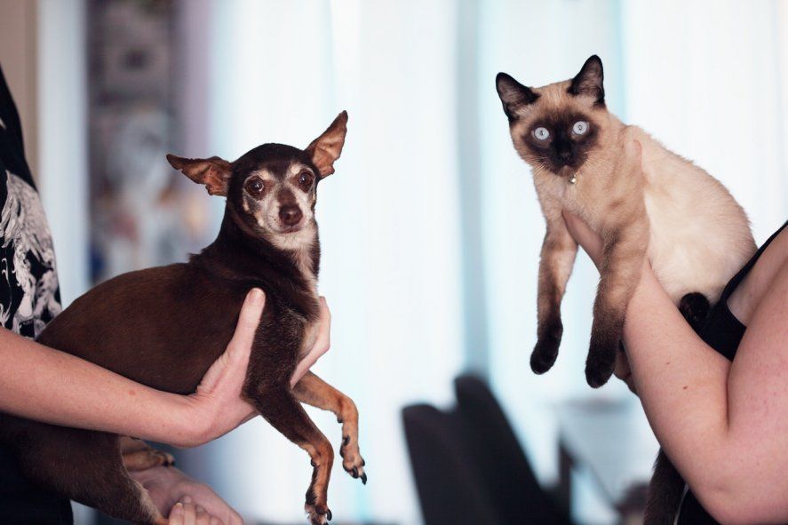 Es importante esterilizar a perros y gatos. 