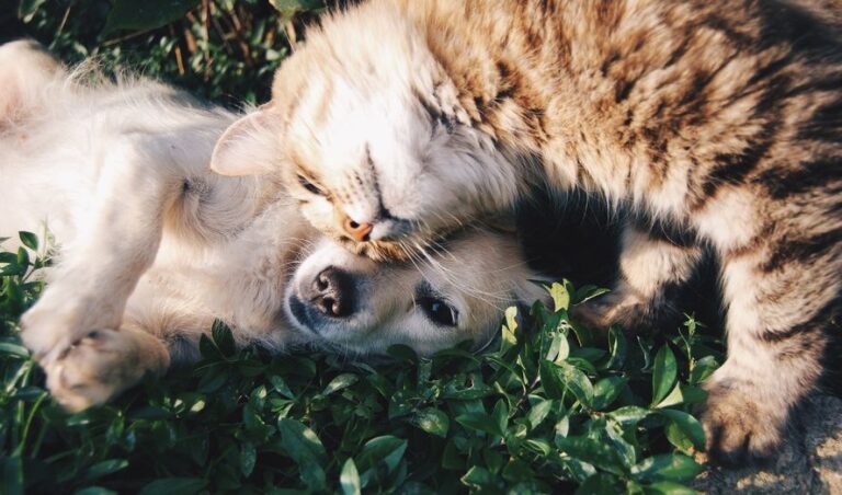 Dónde vacunar perros y gatos gratis en La Plata este martes
