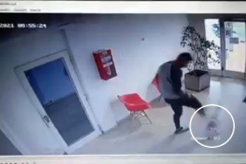 que paso con mia, la caniche agredida en la plata que paso con mia, la caniche agredida en la plata