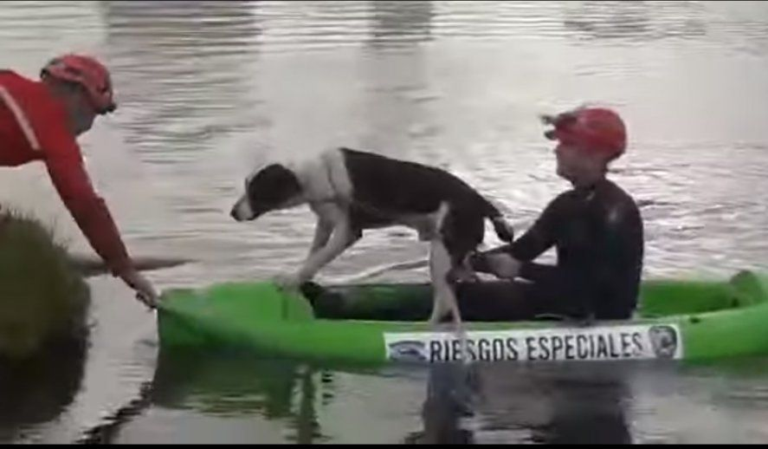 Video: así fue el rescate de un perro atrapado en una laguna