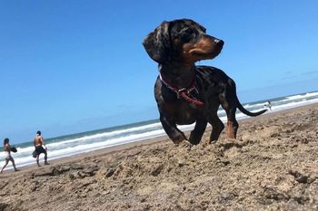 ¿Mascotas de Vacaciones? Mirá cómo hacer para llevarlas de viaje