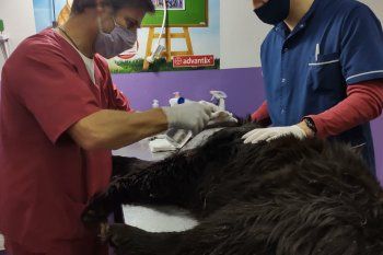 Tres perras fueron baleadas con una escopeta en Berisso