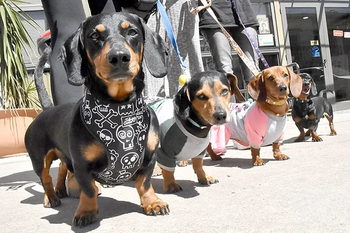 Perros salchichas en el domingo de Parque Saavedra 