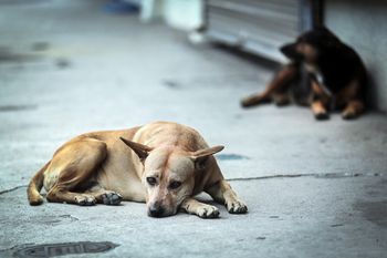 En Miramar castrarán gratuitamente a perros y gatos callejeros.