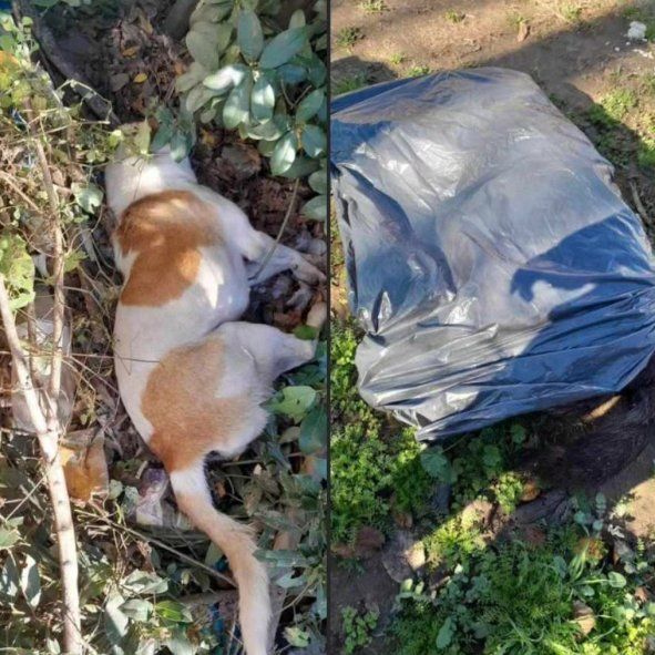 Sierra Chica, un pueblo angustiado por la muerte masiva de perros envenenados