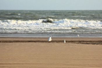 Mar, río y bosque: dos pueblos bonaerenses para conocer y descansar durante el finde XL.