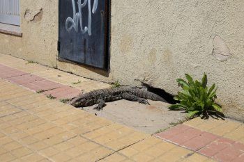 El lagarto overo es omnívoro y no agrede a los humanos si no se siente acorralado