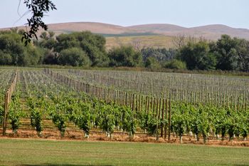 Ruta del Vino en la provincia de Buenos Aires: 7 establecimientos para hacer enoturismo