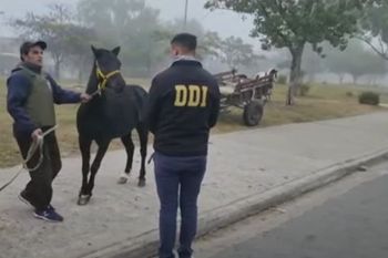 Las apuestas ilegales de caballos se realizaban en San Miguel
