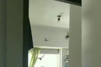 los murcielagos llegaron a la plata e invadieron departamentos