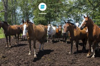 El Senasa emitió un comunicado sobre el virus que afecta el cerebro de los caballos.