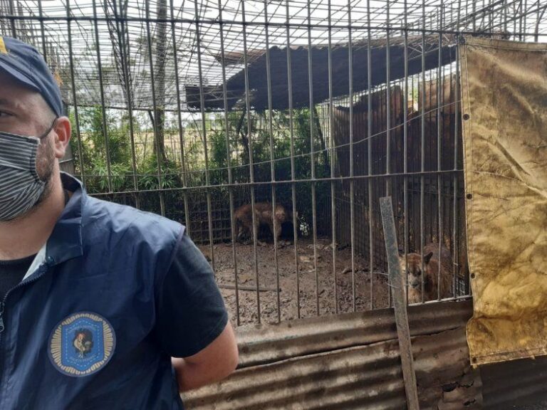 Allanan un campo y descubren un zoológico con 300 animales
