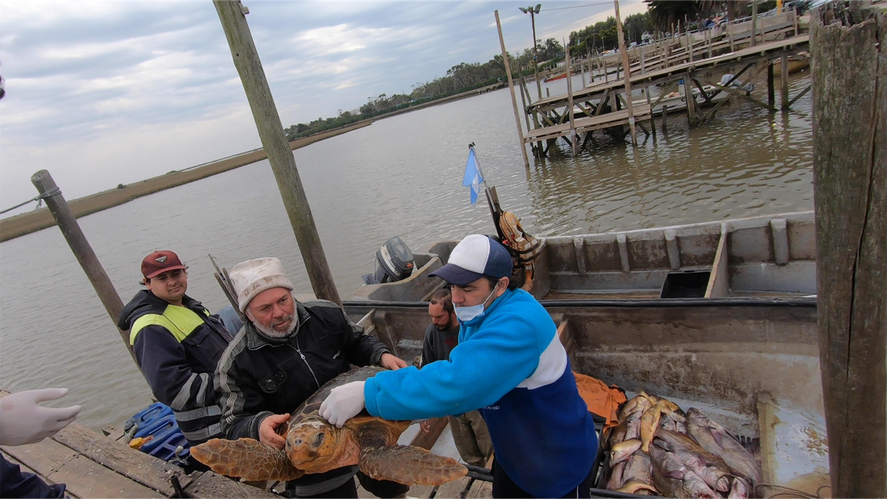 Tras permanecer un mes en observación, la tortuga cabezona que habia quedado atrapada en una red de pesca volvió a su hábitat natural en San Clemente del Tuyú. Tras permanecer un mes en observación, la tortuga cabezona que habia quedado atrapada en una red de pesca volvió a su hábitat natural en San Clemente del Tuyú.