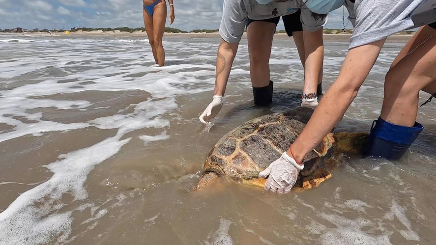 En las costas de San Clemente del Tuyú, tres tortugas de la especie Caretta Caretta fueron devueltas al mar, tras ser rescatadas de redes de pesca.