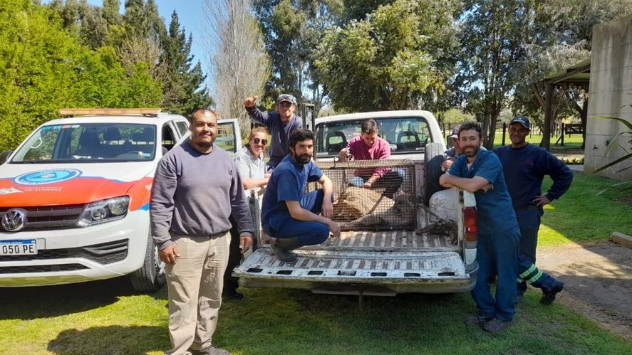 Un puma y un ejército de sabuesos de Arba: la agitada semana para los vecinos de un country en Olavarría Un puma y un ejército de sabuesos de Arba: la agitada semana para los vecinos de un country en Olavarría