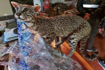 desmantelan dos talleres con animales listos para taxidermia