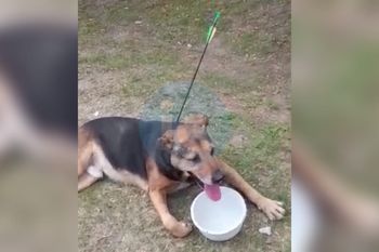 maltrato animal: hieren con una flecha a un perro callejero maltrato animal: hieren con una flecha a un perro callejero