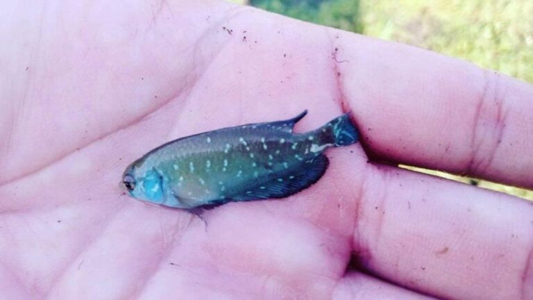 Peces que resisten a las sequías: el hallazgo de Longchamps