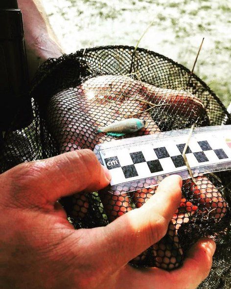  Peces que resisten a las sequías en LongChamps