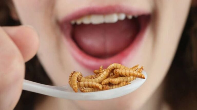 Gusano y gorgojo: ¿La nueva dieta que se impondrá en el mundo?