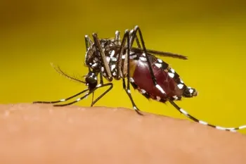 Alerta por posible brote de Chikungunya en la Provincia