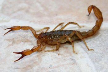 alerta: ¿volvieron los alacranes? aparecieron ejemplares en distintos puntos de la provincia