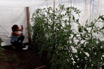 con una pequena avispa: investigadores buscan combatir una plaga del tomate platense