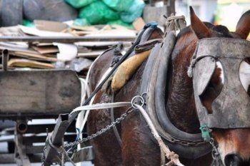 jornada sobre maltrato animal en la plata: ?hay muchas causas por la traccion a sangre?