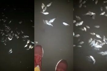misterio en la costa: aparecieron cientos de peces muertos en una playa marplatense
