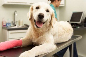 Atención veterinaria gratuita por parte del municipio