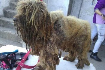 rescatan a 13 caniches que vivian en condiciones deplorables en un criadero clandestino