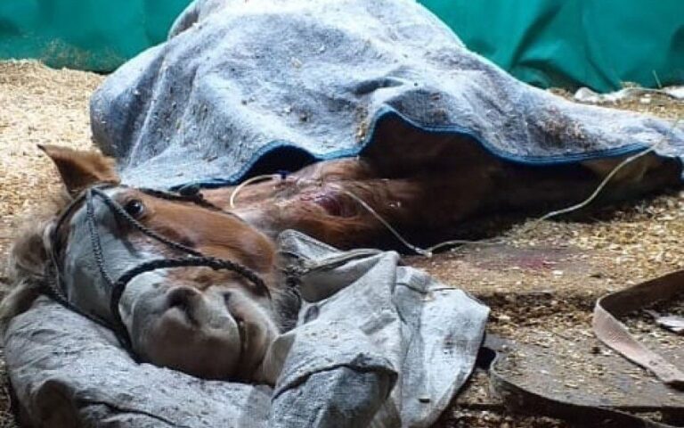 Se recupera una de las yeguas rescatadas del campo del horror: “¿Cómo bautizamos a esta belleza?”