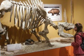 ciencias naturales en miramar: criaturas de tamano natural en el nuevo museo, clave entre los paleontologos