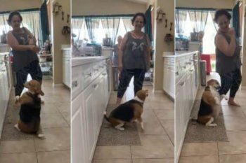 video: furor por bailey, el perro que baila regueton con su duena al ritmo de yatra y daddy yankee
