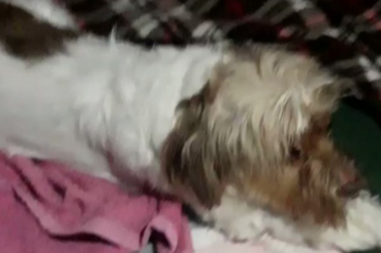 el increible video de un perrito sufriendo un ataque de epilepsia por la pirotecnia en navidad