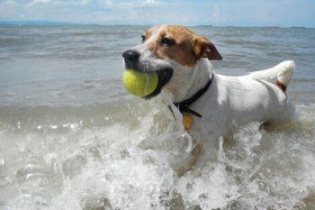mascotas en vacaciones: ¿llevarlos o dejarlos en guarderia?